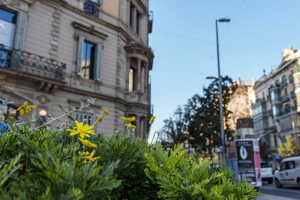Passeig Gracia Barcelona Spanien Dezember 2021 Blumen Vor Dem Hintergrund — Stockfoto