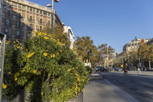 Passeig Gracia Barcelona 2021 Flowers Background City Landscape — 스톡 사진