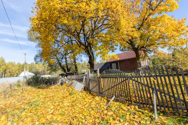 마을의 근처에 나무가 있습니다 전통적 풍경에 단풍나무가 있습니다 노란색의 나무와 — 스톡 사진