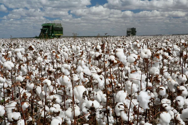 Campos de algodón — Foto de Stock