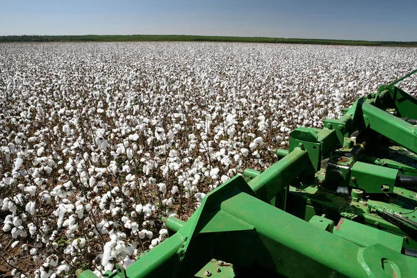 Cotton fields — Stock Photo, Image
