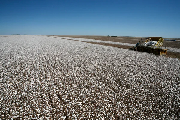 Cotton fields — Stock Photo, Image