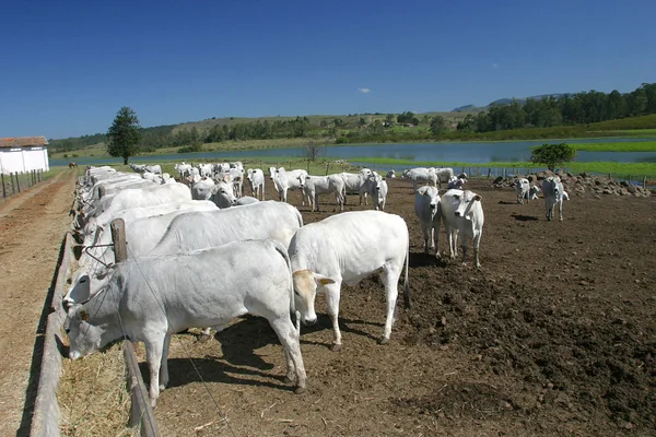 Vacas e alimentação de bois — Fotografia de Stock