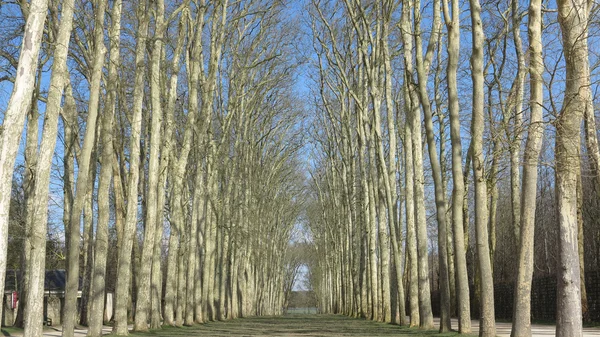 Graden of Palace Versailles — Stock Photo, Image