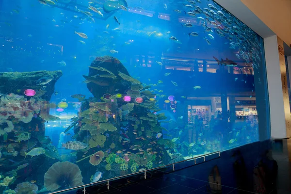 Dubai mall aguarium — Photo