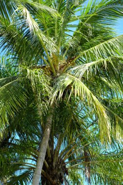 palmiye ağacı