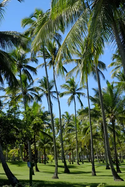 Palm trees — Stock Photo, Image