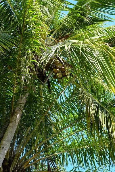 Palmträd — Stockfoto