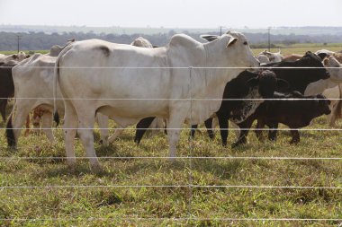 Brahman boğa