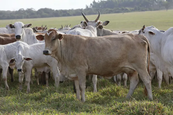 Cattle — Stock Photo, Image