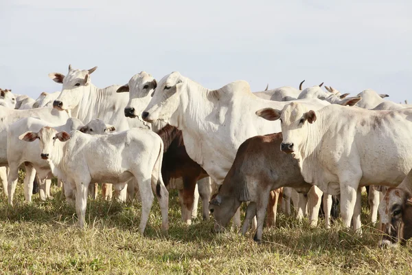 Cattle — Stock Photo, Image