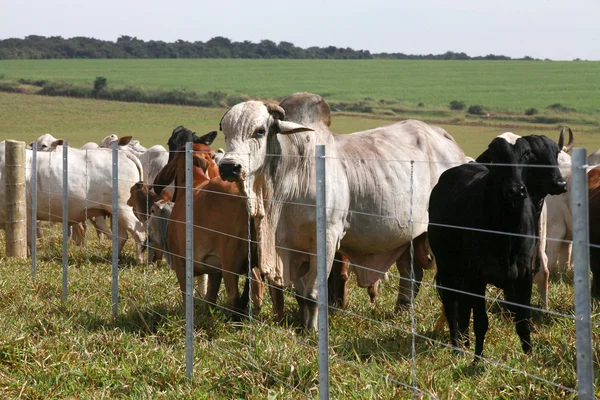 Brahman boğa — Stok fotoğraf