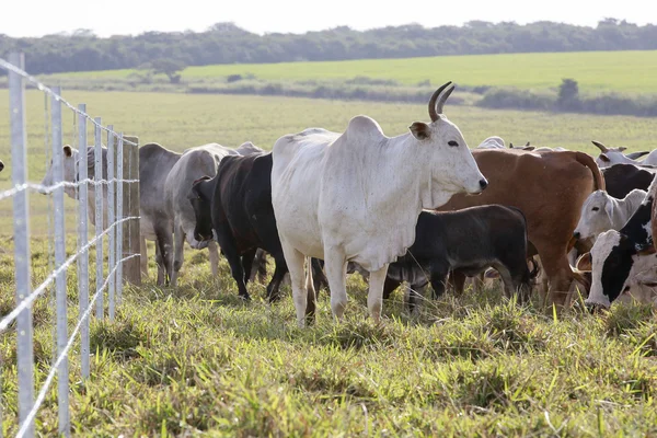 Cattle — Stock Photo, Image