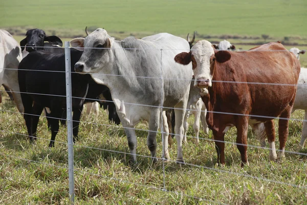 Cattle — Stock Photo, Image