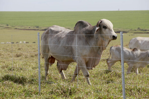 brahman bull