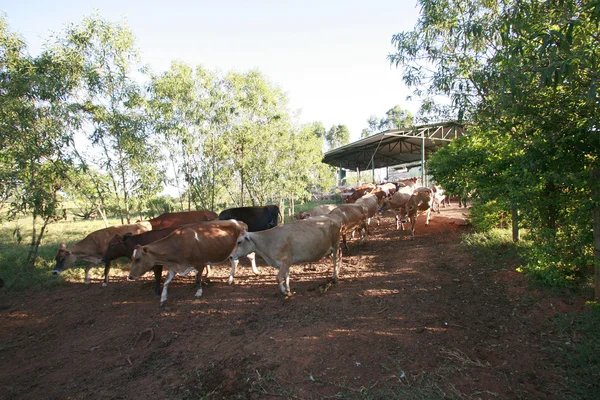 Cattle — Stock Photo, Image