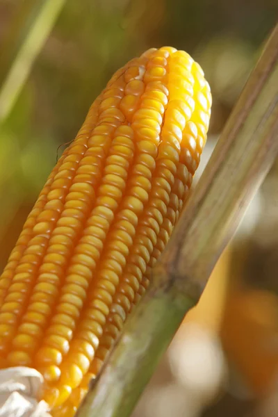 Corn fields — Stock Photo, Image