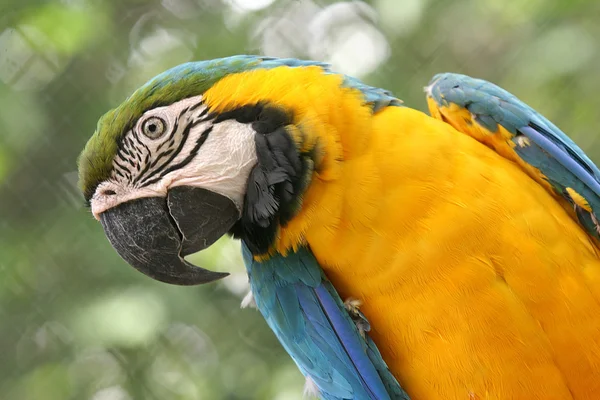 Arara brazilské pták — Stock fotografie