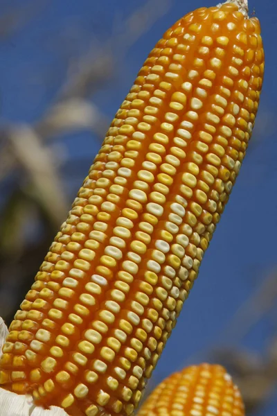 Campos de maíz —  Fotos de Stock