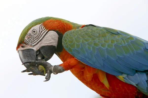 Arara brasilianischer Vogel — Stockfoto