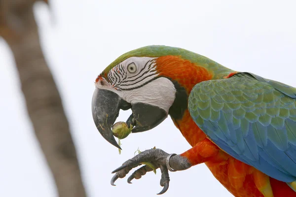 Arara brasilianischer Vogel — Stockfoto