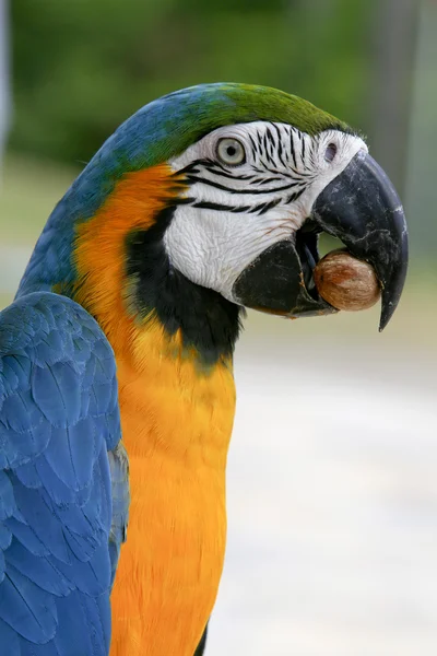 Arara 鳥ブラジル — ストック写真