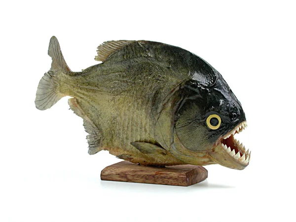 Piranha, fisk från Brasilien — Stockfoto