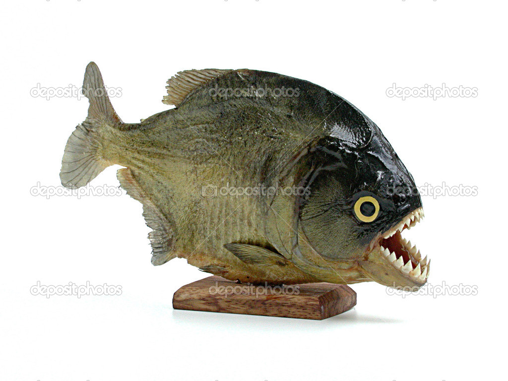 piranha, fish of brazil