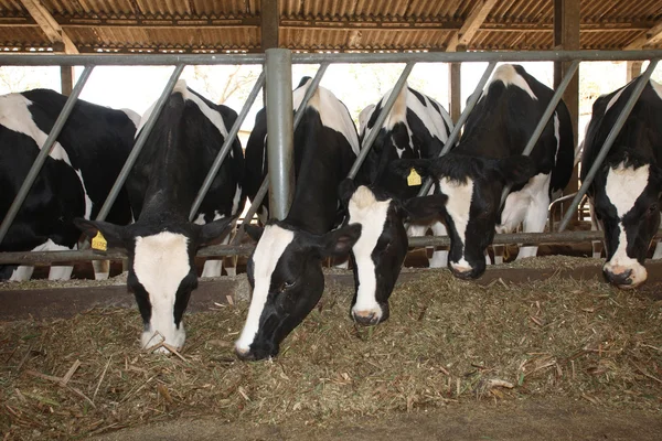 Cows feeding — Stock Photo, Image