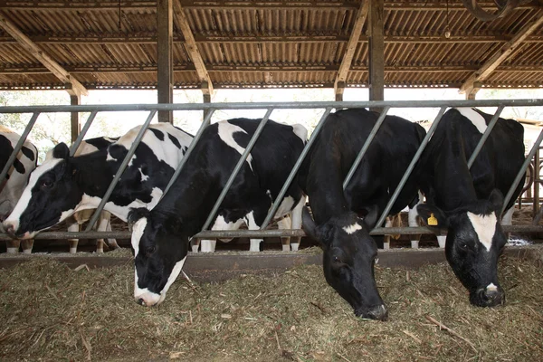 Cows feeding — Stock Photo, Image