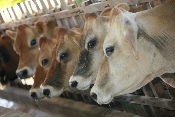 Żywienie krów — Zdjęcie stockowe