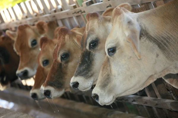 Alimentación de vacas —  Fotos de Stock