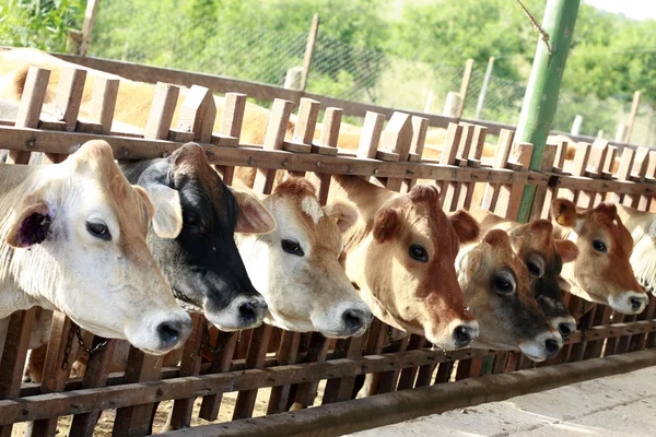 Krmení krávy — Stock fotografie