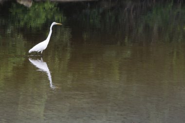 Büyük ak balıkçıl kuşu su üzerinde yürümek