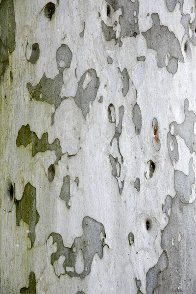 Eucalipto — Fotografia de Stock