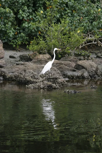 Grande egret pássaro de pé sobre a rocha — Fotografia de Stock