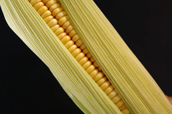 Maissintähkä — kuvapankkivalokuva