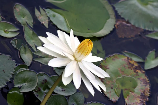 Lotus çiçeği. — Stok fotoğraf