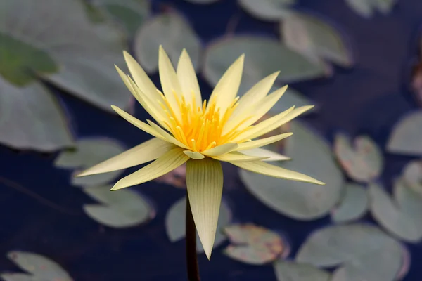 Lotus çiçeği. — Stok fotoğraf