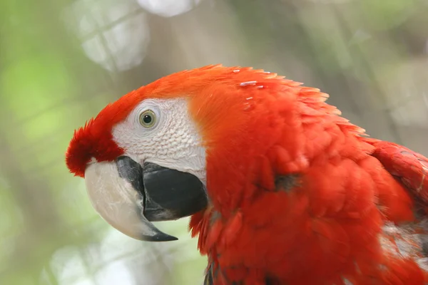 Arara Braziliaanse vogel — Stockfoto