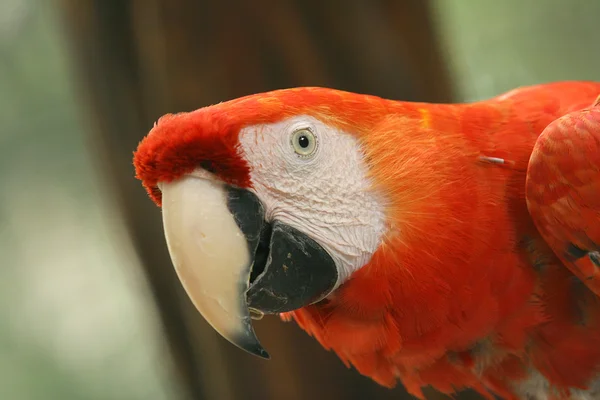 Arara brasilianischer Vogel — Stockfoto