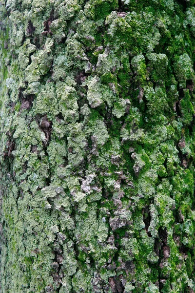 Textura del musgo en el árbol —  Fotos de Stock