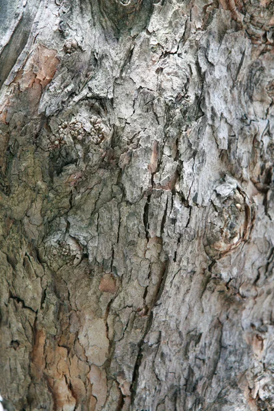 Textura del árbol —  Fotos de Stock