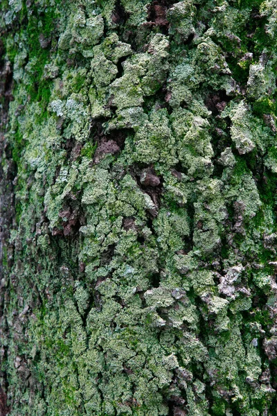 Texture de mousse sur l'arbre — Photo