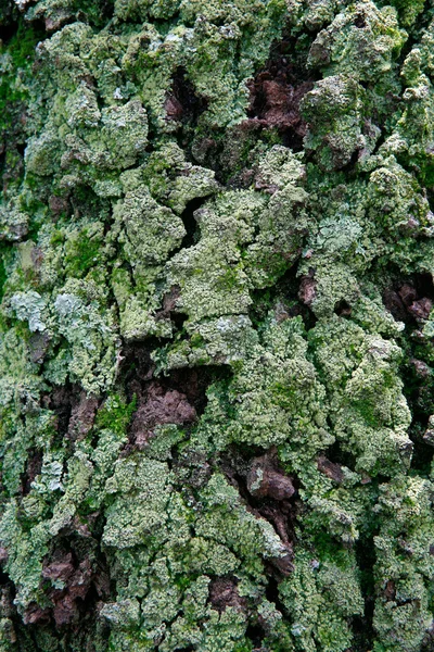 Textura de musgo na árvore — Fotografia de Stock