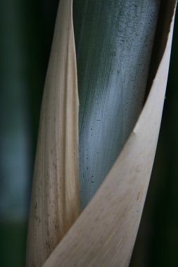 Bambu.