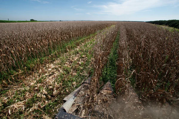 Maïs plantage — Stockfoto