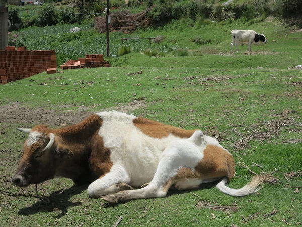 Krowa w copacabana, jezioro titicaca — Zdjęcie stockowe