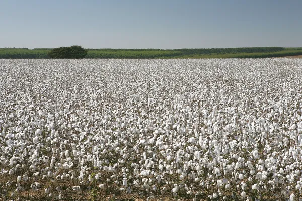 Campos de algodão — Fotografia de Stock