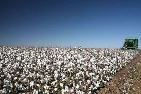 Campos de algodão — Fotografia de Stock